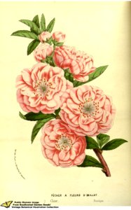 Flowering Peach. Prunus persica (L.) Stokes var. dianthiflora.  Flore des serres et des jardins de l'Europe v.13 (1858)