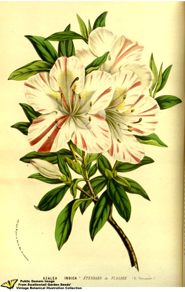 Southern indica azalea. Rhododendron indicum (L.) Sweet var. Étendard de Flandre. Flore des serres et des jardins de l'Europe v.13 (1858)