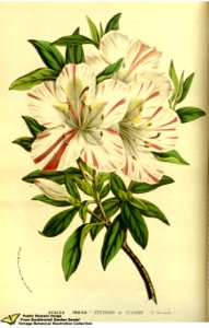 Southern indica azalea. Rhododendron indicum (L.) Sweet var. Étendard de Flandre. Flore des serres et des jardins de l'Europe v.13 (1858)