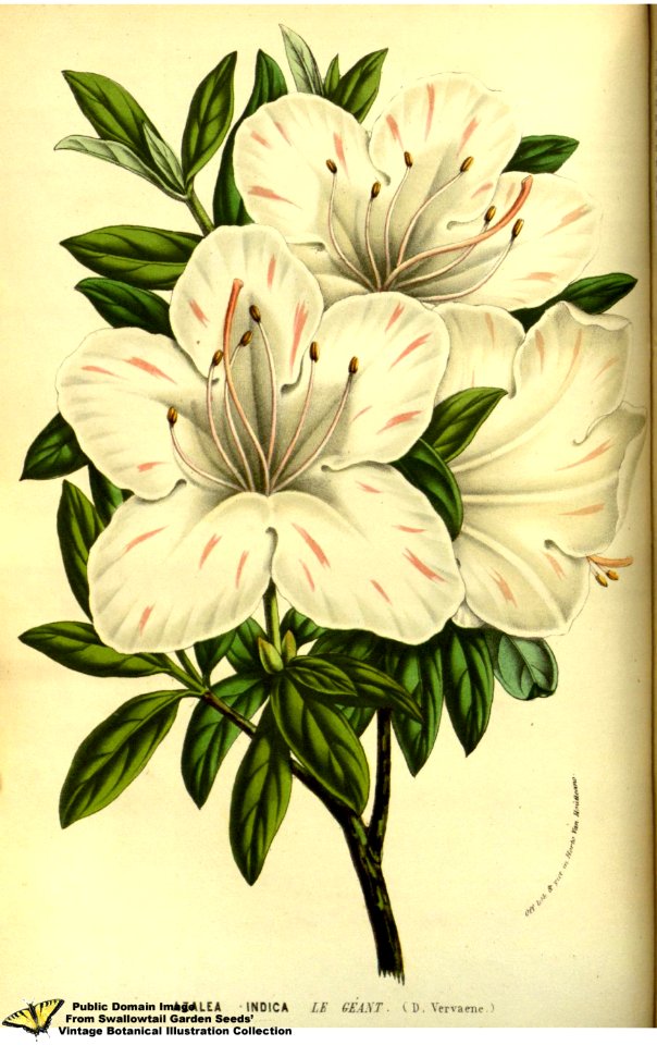 Southern indica azalea. Rhododendron indicum (L.) Sweet var. Le Géant. Flore des serres et des jardins de l'Europe v.13 (1858)