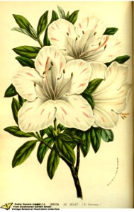 Southern indica azalea. Rhododendron indicum (L.) Sweet var. Le Géant. Flore des serres et des jardins de l'Europe v.13 (1858)