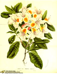 Belgian indica azalea. Rhododendron hybr. cv. magnifica. Flore des serres et des jardins de l'Europe v.13 (1858)