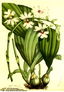 Calanthe vestita Wall. ex Lindl. - Flore des serres et des jardins de l'Europe v.13 (1858)