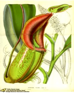 Villose pitcher-plant. Nepenthes villosa Hook - Flore des serres et des jardins de l'Europe v.13 (1858)