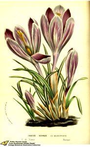 Crocus vernus (L.) Hill var. Le Majestueux. - Flore des serres et des jardins de l'Europe v.13 (1858)