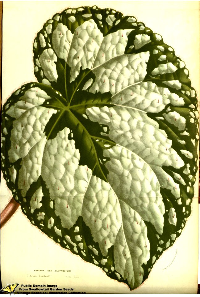 Painted Leaved Begonia. Begonia rex var. leopardinus. -  A remarkably beautiful sterile hybrid of B. rex and B. reichenheimii. Flore des serres et des jardins de l'Europe v.13 (1858)