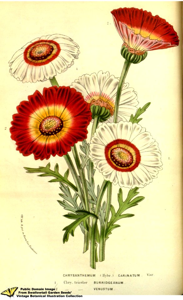 Tricolor chrysamthemum. Ismelia carinata - syn. Chrysanthemum carinatum. Flore des serres et des jardins de l'Europe v.13 (1858)