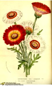 Tricolor chrysamthemum. Ismelia carinata - syn. Chrysanthemum carinatum. Flore des serres et des jardins de l'Europe v.13 (1858)
