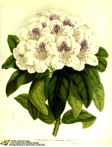 Rhododendron hort. cv. clowesianum. Flore des serres et des jardins de l'Europe v.13 (1858)