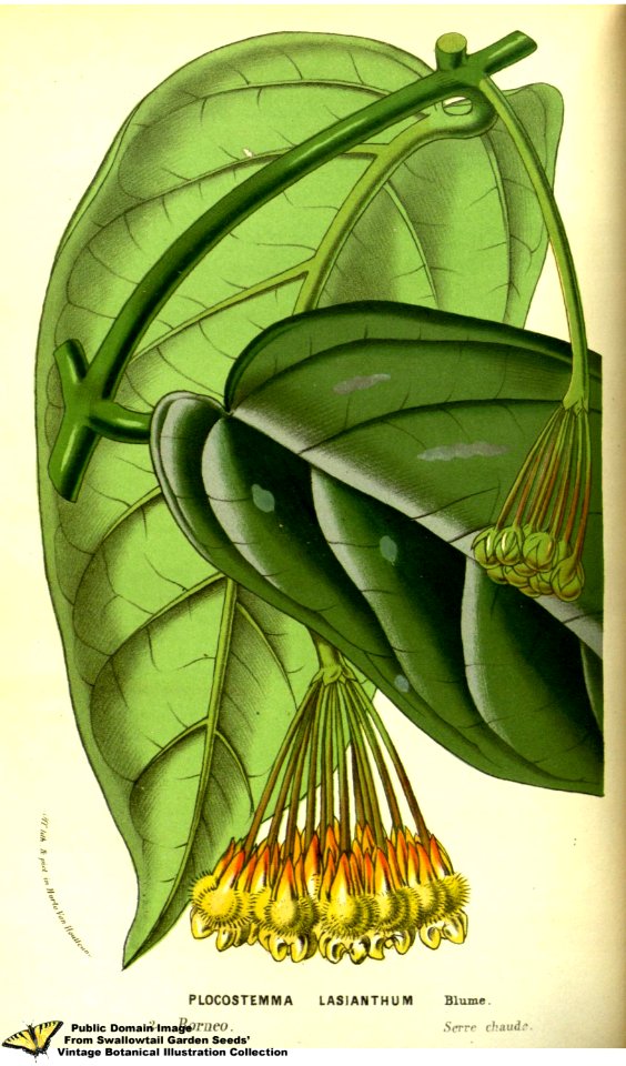 Hoya lasiantha. - Flore des serres et des jardins de l'Europe v.13 (1858)
