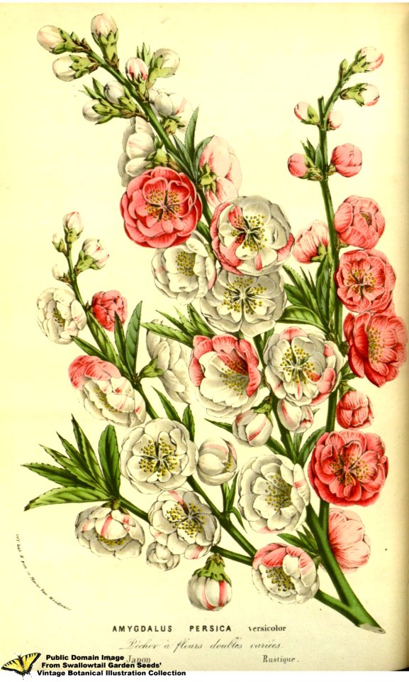 Flowering peach. Prunus persica var. versicolor. Flore des serres et des jardins de l'Europe v.13 (1858)