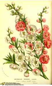 Flowering peach. Prunus persica var. versicolor. Flore des serres et des jardins de l'Europe v.13 (1858)