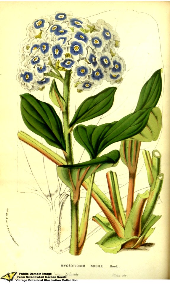 Giant Forget Me Not. Myosotidium hortensium.-  Flore des serres et des jardins de l'Europe v.13 (1858)