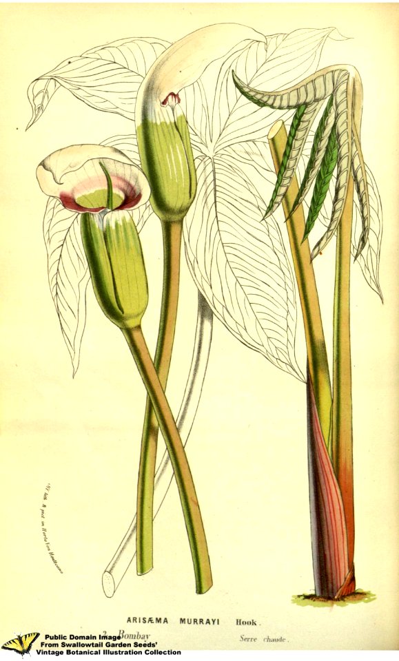 Arisaema murrayi. Flore des serres et des jardins de l'Europe v.13 (1858)