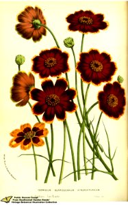 Cosmidium. Thelesperma burridgeanum - var. atropurpureum. Flore des serres et des jardins de l'Europe v.13 (1858)