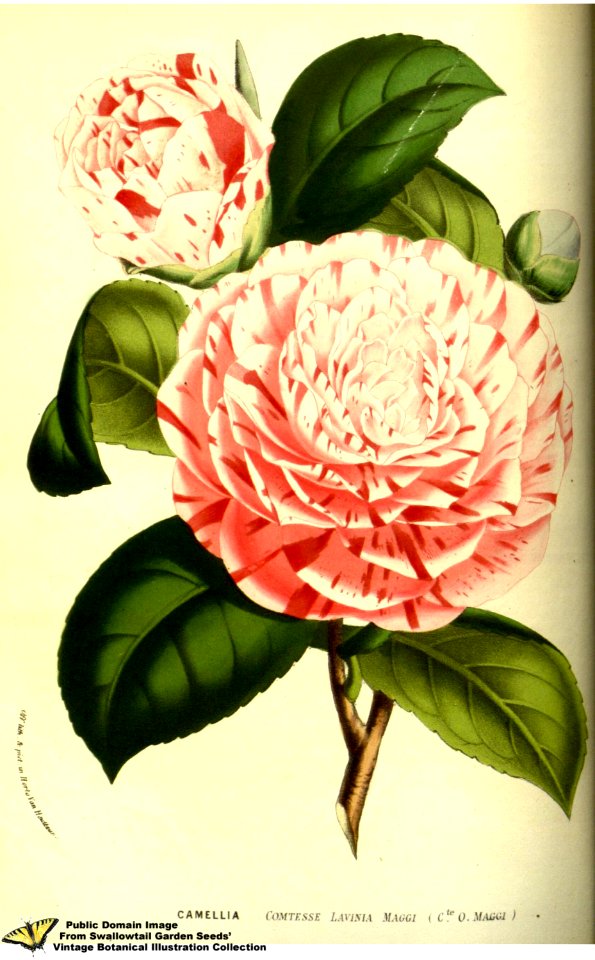 Japonica. Camellia japonica var. Comtesse Lavinia Maggi. Flore des serres et des jardins de l'Europe v.13 (1858)