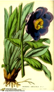 Meconopsis simplicifolia. Flore des serres et des jardins de l'Europe v.13 (1858)