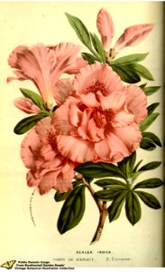 Southern indica azalea. Rhododendron indicum var. Comte de Hainaut. Flore des serres et des jardins de l'Europe v.13 (1858)