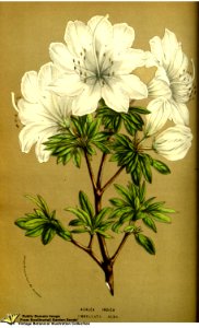Southern indica azalea. Rhododendron indicum var. umbellata alba. Flore des serres et des jardins de l'Europe v.13 (1858)