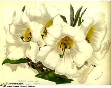 Rhododendron nuttallii. Flore des serres et des jardins de l'Europe v.13 (1858)
