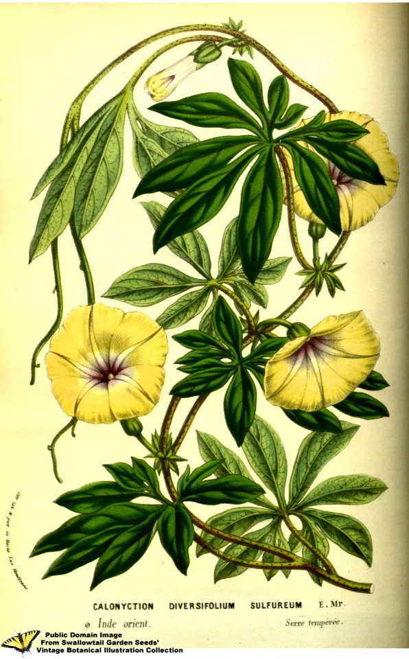 Ipomoea trichosperma. - Flore des serres et des jardins de l'Europe v.13 (1858)