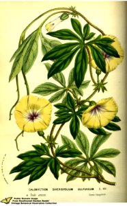 Ipomoea trichosperma. - Flore des serres et des jardins de l'Europe v.13 (1858)