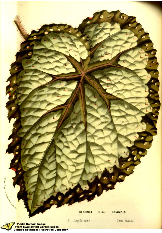 Begonia grandis hybr. - Flore des serres et des jardins de l'Europe v.13 (1858)