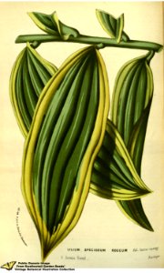Lilium speciosum - var. folo luteo-varieg. Flore des serres et des jardins de l'Europe v.13 (1858)