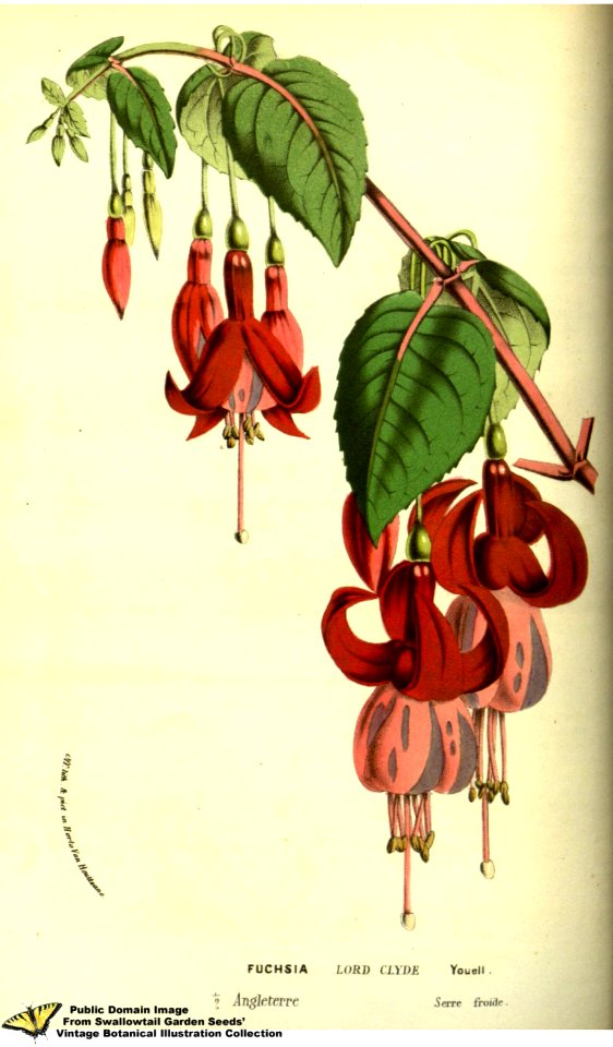 Fuchsia hort. cv. Lord Clyde. Flore des serres et des jardins de l'Europe v.13 (1858)