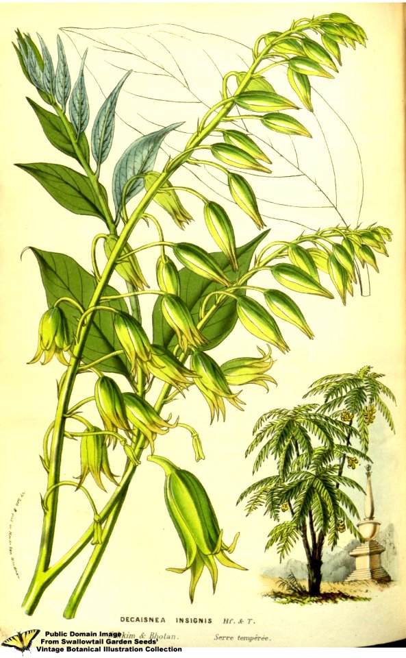 Decaisnea insignis (Griff.) Hook.f. & Thomson - Flore des serres et des jardins de l'Europe v.13 (1858)