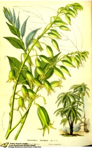 Decaisnea insignis (Griff.) Hook.f. & Thomson - Flore des serres et des jardins de l'Europe v.13 (1858)