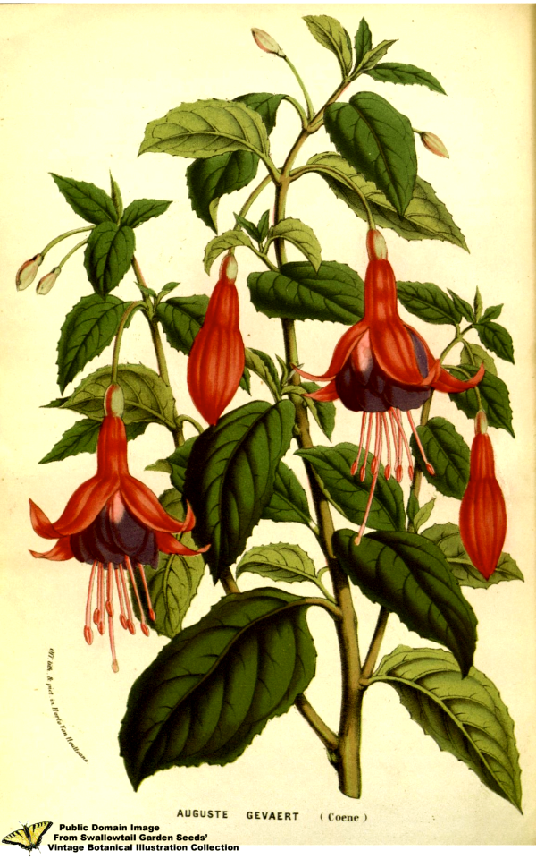 Fuchsia hort. cv. Auguste Gevaert - Flore des serres et des jardins de l'Europe v.13 (1858)