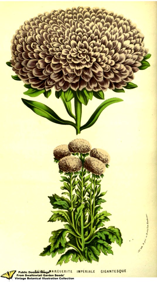 Chrysanthemum hort. cv. Reine Marguerite - Flore des serres et des jardins de l'Europe v.13 (1858)