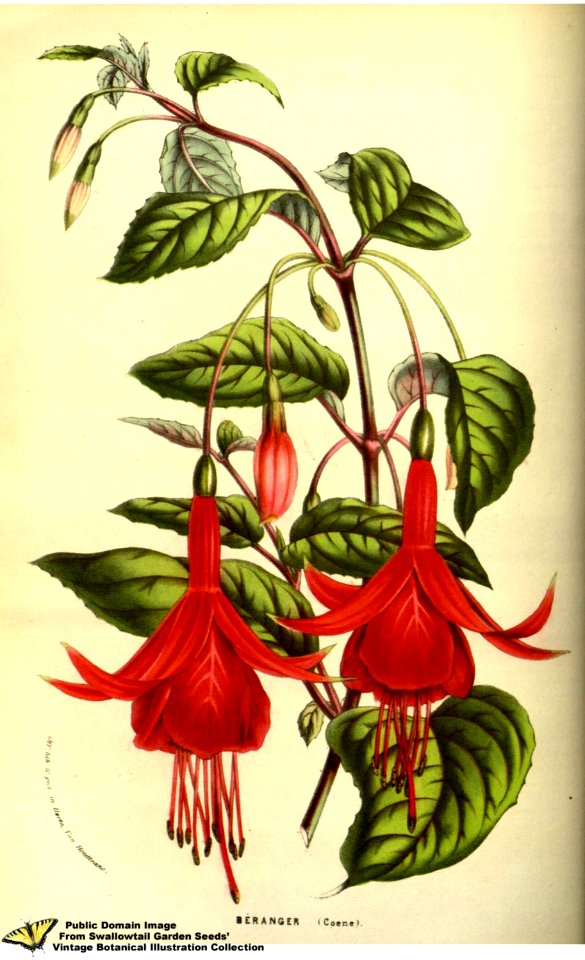 Fuchsia hort. cv. Béranger - Flore des serres et des jardins de l'Europe v.13 (1858)