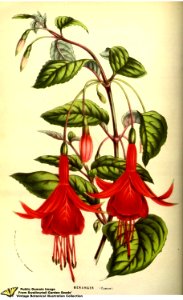 Fuchsia hort. cv. Béranger - Flore des serres et des jardins de l'Europe v.13 (1858)