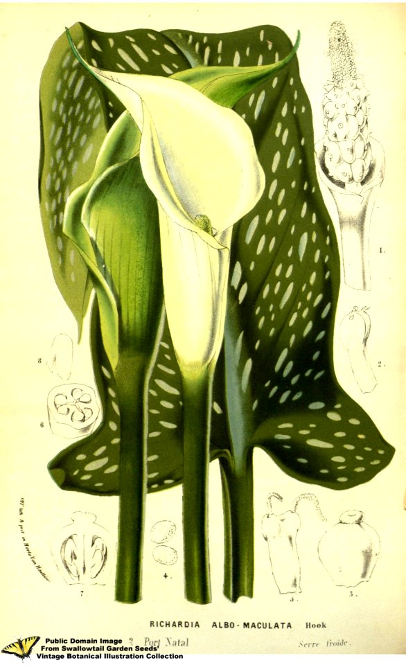 Zantedeschia albomaculata (Hook.) Baillon - Flore des serres et des jardins de l'Europe v.13 (1858)