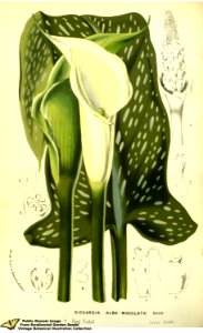 Zantedeschia albomaculata (Hook.) Baillon - Flore des serres et des jardins de l'Europe v.13 (1858)