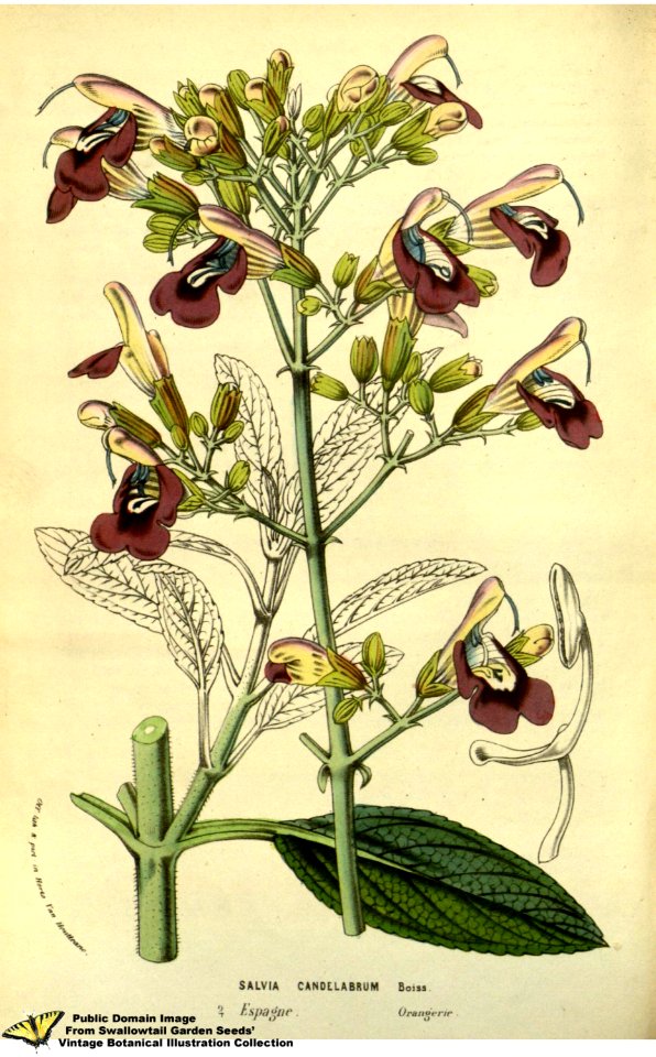 Salvia candelabrum. Flore des serres et des jardins de l'Europe v.13 (1858)
