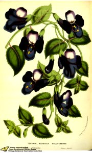 Torenia asiatica L. var. pulcherrima - Flore des serres et des jardins de l'Europe v.13 (1858)