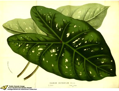 Common Caladium. Caladium bicolor (Aiton) Vent. Flore des serres et des jardins de l'Europe v.13 (1858)