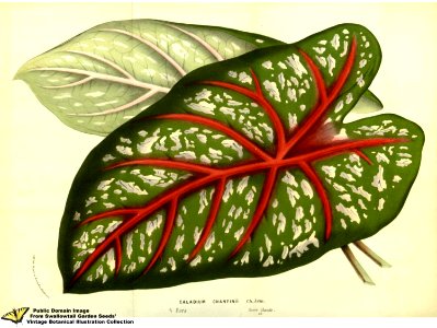 Common Caladium. Caladium bicolor (Aiton) Vent. -  Flore des serres et des jardins de l'Europe v.13 (1858)