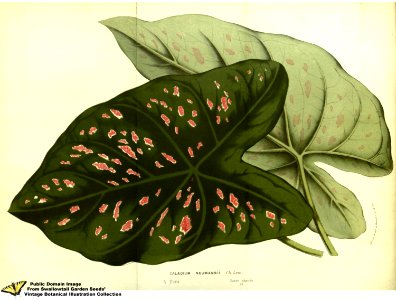 Common Caladium. Caladium bicolor (Aiton) Vent. -  Flore des serres et des jardins de l'Europe v.13 (1858)
