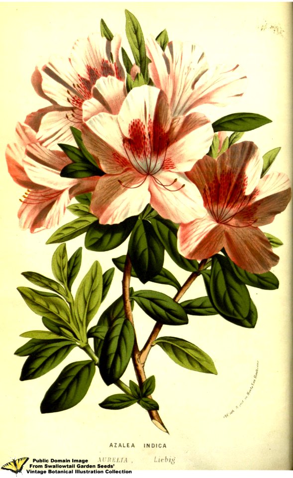 Rhododendron indicum (L.) Sweet var. Aurelia - Flore des serres et des jardins de l'Europe v.13 (1858)