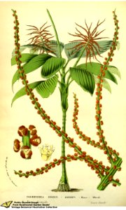 Chamaedorea ernesti-augusti H. Wendl. - Flore des serres et des jardins de l'Europe v.13 (1858)