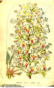 Indian Horse Chestnut. Aesculus indica (Wall. ex Camb.) Hook. -  Flore des serres et des jardins de l'Europe v.13 (1858)