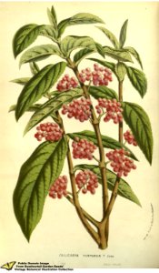 Callicarpa dichotoma (Lour.) K. Koch - Flore des serres et des jardins de l'Europe v.13 (1858)