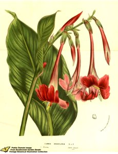 Canna iridiflora Ruiz & Pavon - Flore des serres et des jardins de l'Europe v.13 (1858)