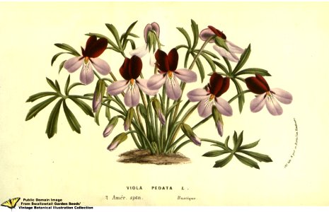 Bird's Foot Violet. Viola pedata L. -  Flore des serres et des jardins de l'Europe v.13 (1858)