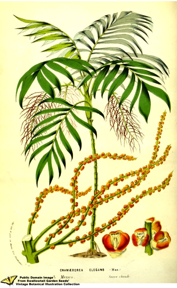 Chamaedorea elegans Mart. - Flore des serres et des jardins de l'Europe v.13 (1858)