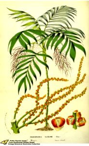 Chamaedorea elegans Mart. - Flore des serres et des jardins de l'Europe v.13 (1858)
